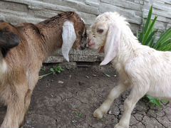 Англо-нубийские козы