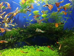 Рыбки и растения аквариумные