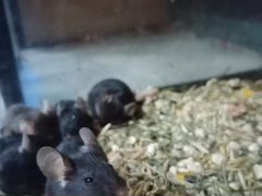 Мышь кормовая