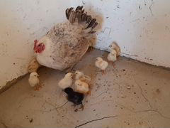 Курица с 11 цыплятами