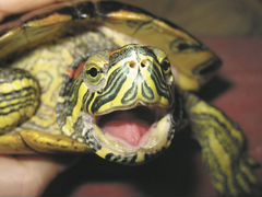 Черепахи молодые 4шт