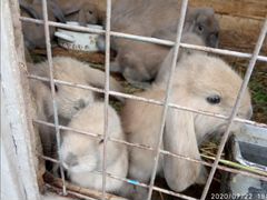 Продам кроликов породы - Французский баран