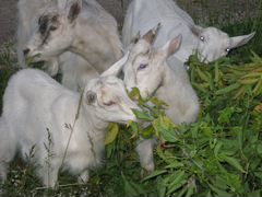 Продается коза с апрельским приплодом