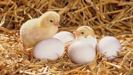 Продам инкубационное яйцо, суточные цыплята