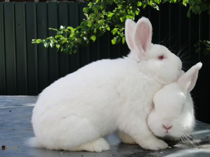 Продаю породистых кроликов: нзб, калифорнийская