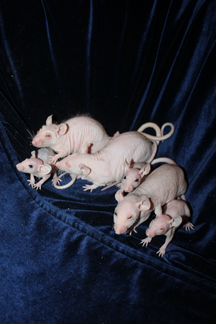 Крысята рекс, дамбо, сфинкс (лысые)