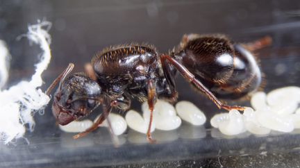 Муравьи-жнецы для муравьиной фермы messor structor