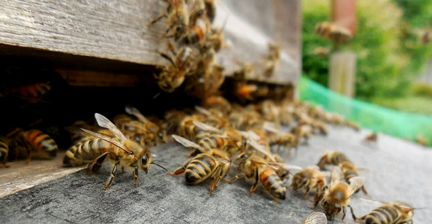 Пчёлы. Пчелосемьи вместе с домиками