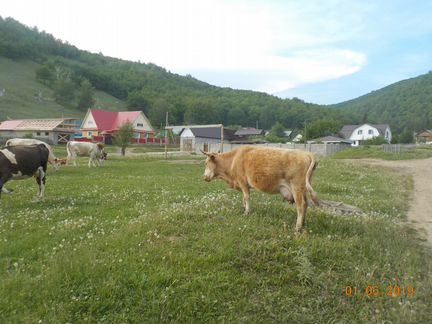 Две коровы с телятами и два бычка