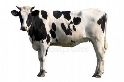Продаётся корова с бычком