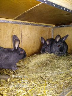 Продаются кролики венские голубые чёрные и калифор