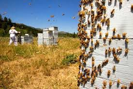 Пасека под ключ, пчелосемьи, продукты пчеловодства