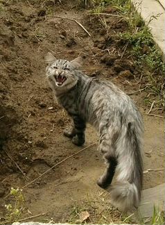 Найден кот (возможно сибирский или помесь мейкуна)