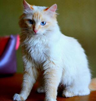Отдам котят (белого цвета и трёхцветную)
