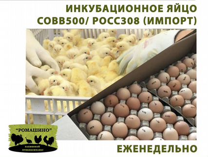 Инкубационное яйцо бройлера Кобб-500/ росс-308