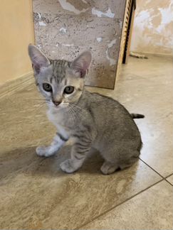 Котёнок Бурмиллы (Бурманская серебристая)
