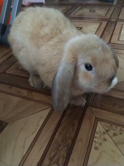 Кролик вислоухий, 3 месяца