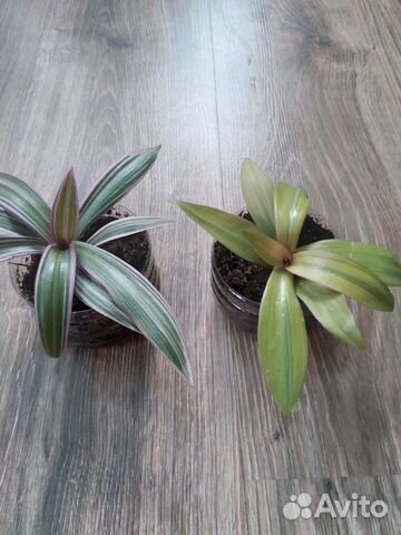 Рэо,Филодендрон,Бальзамин,Эпипремнум,Зебрина