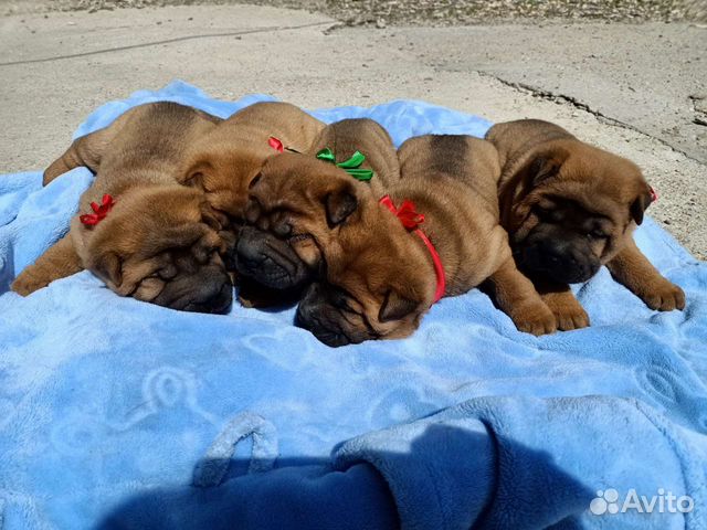 Собаки щенки шарпей