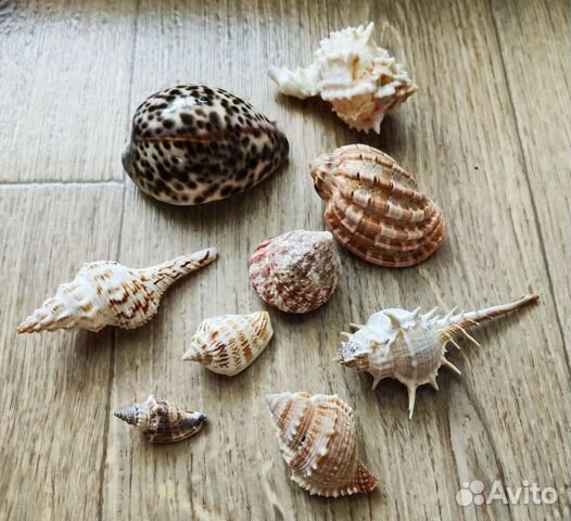 Набор ракушек