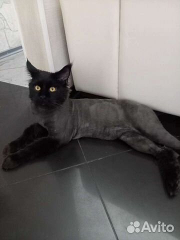 Стрижка кошек с выездом на дом