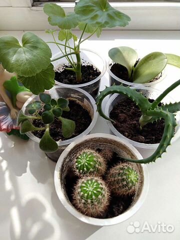 Домашние цветы