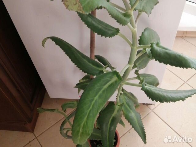 Чихалка-каланхоэ