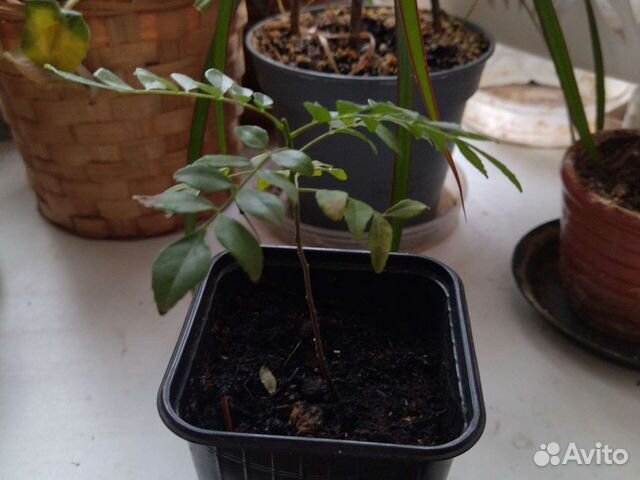 Мурайя Кёнига, гудучи, пунарнава,ним,брами,сушни