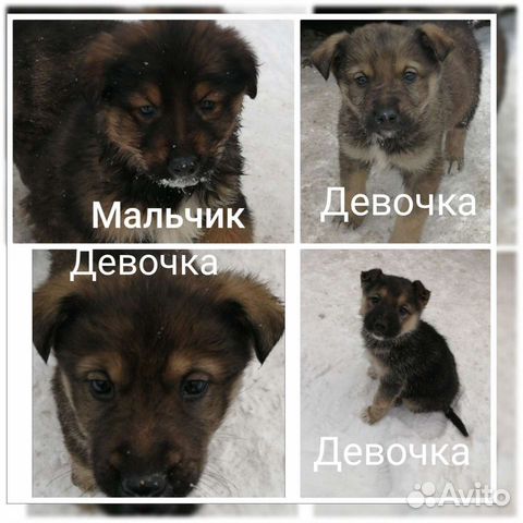 авито сургут животные