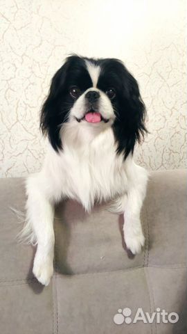 японский хин волгоград