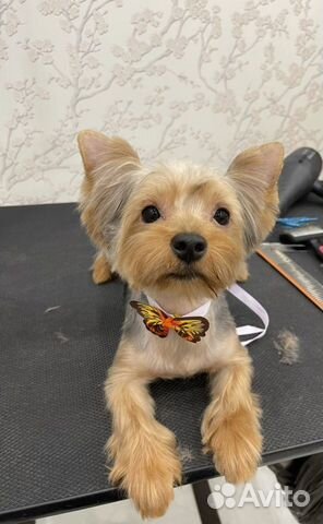 Стрижка собак и кошек