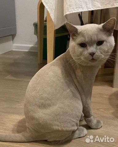 Груминг кошек