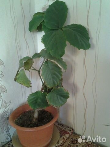 Тетрастигма