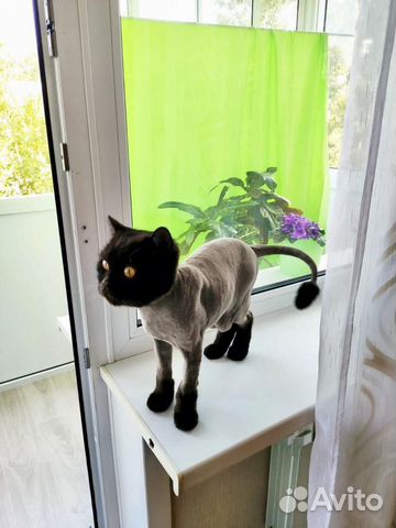 Грумер. Стрижка кошек и собак