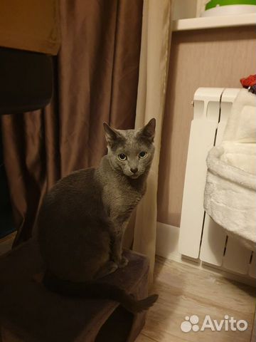 Кот приглашает на вязку