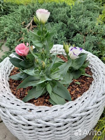 Кашпо для цветов