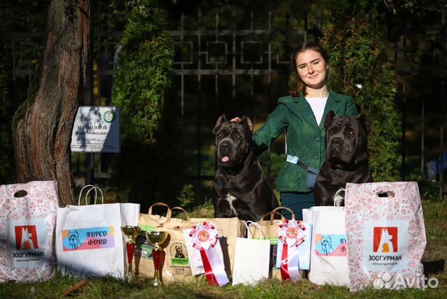Хендлер. Подготовка собак к выставкам