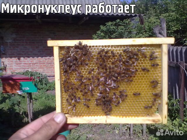 Пчеломатки Карпатской породы купить на Зозу.ру - фотография № 2