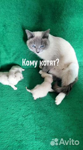 Отдам котят очень красивых