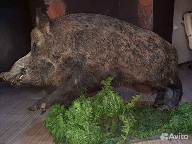 Дикий кабан