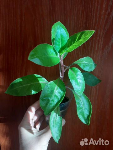 Джинура - лечебное растение