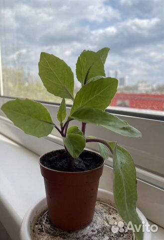 Джинура Gynura Прокумбес, шпинат долголетия