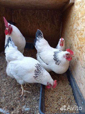 Инкубационное яйцо Адлерская Серебристая