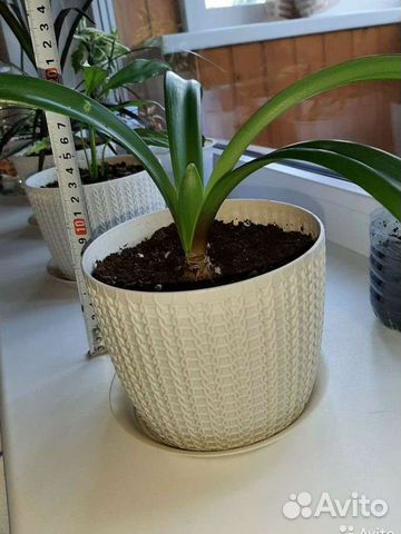 Гиппеаструм лилия