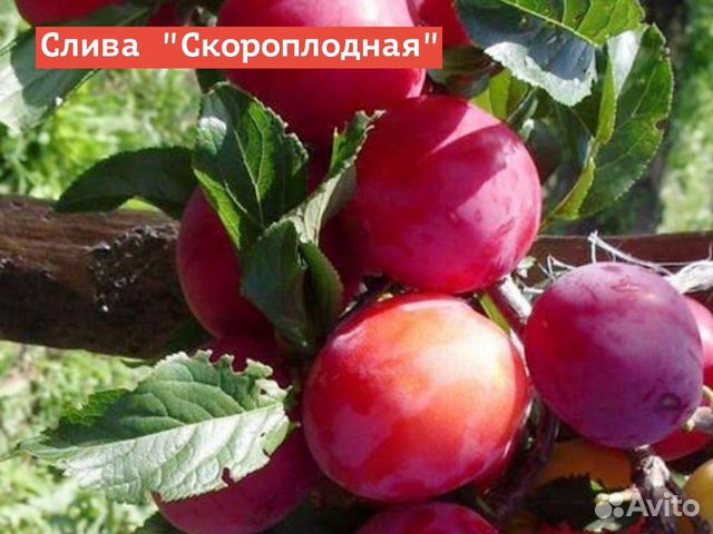 Саженцы Сливы Для Подмосковья Купить В Питомнике