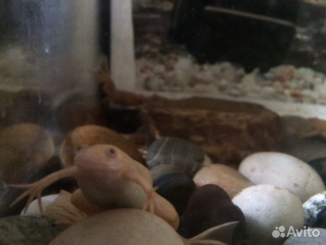Шпорцевая лягушка купить на Зозу.ру - фотография № 2