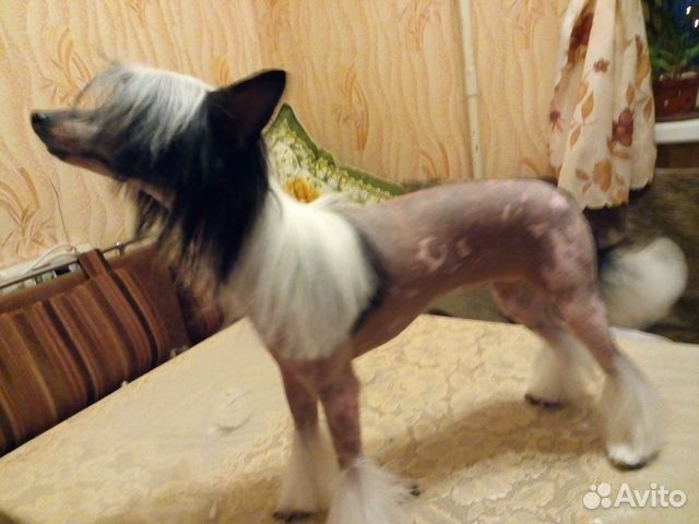 Стрижка собак и кошек. Выезд на дом Стрижка собак и кошек. Выезд на дом