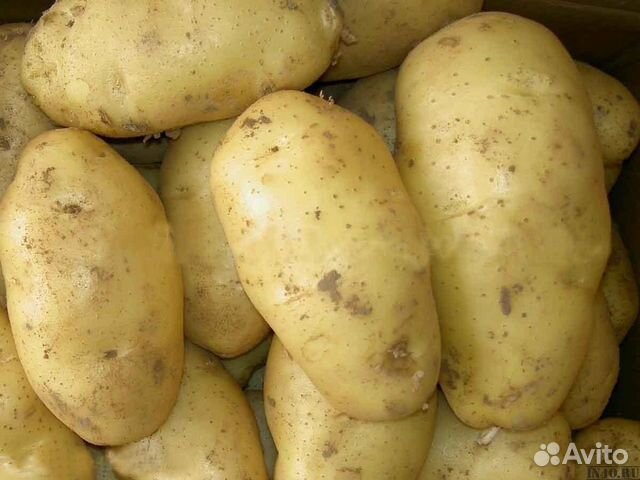 Продам картофель