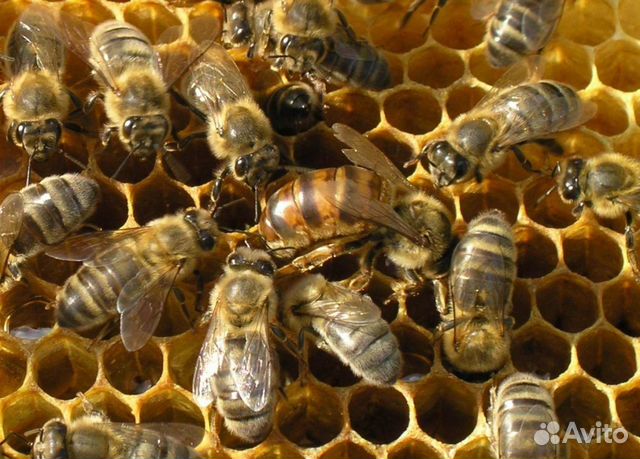 Пчелы,пчелопакеты(вид Карпатка - Карника) купить на Зозу.ру - фотография № 1