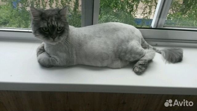 Стрижка собак и кошек без наркоза